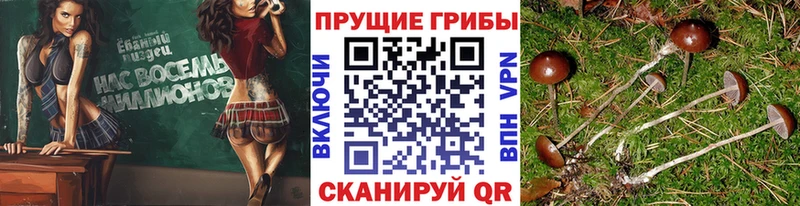 Псилоцибиновые грибы Psilocybine cubensis  где продают   это состав  Завитинск  ссылка на мегу как зайти 